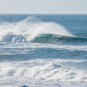 Oregon Coast Curl