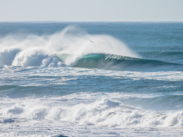 Oregon Coast Curl