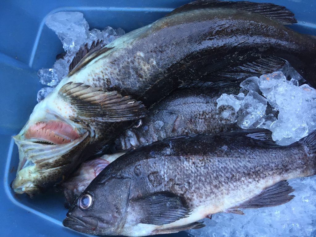 Affordable Deep Sea Fishing on the Oregon Coast
