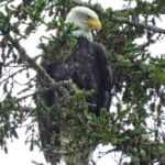 Wildlife Viewing Oregon Coast