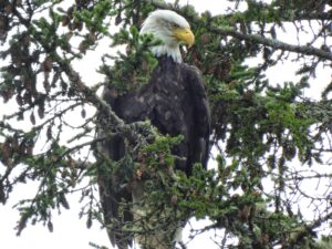 Wildlife Viewing Oregon Coast