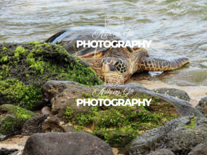 Turtle On The Beach